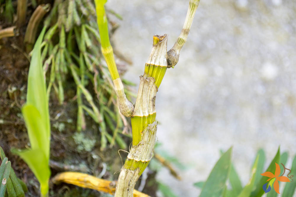 orquideas.eco.br - Morfologia: o caule das orquídeas