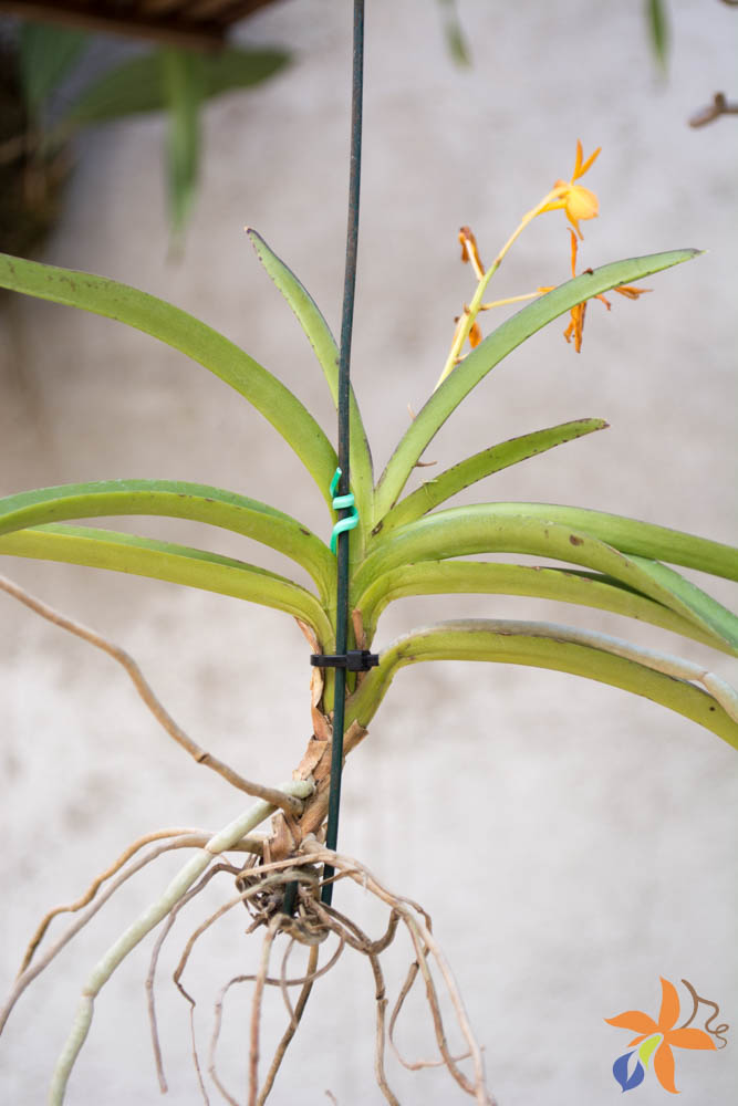 orquideas.eco.br - Morfologia: o caule das orquídeas