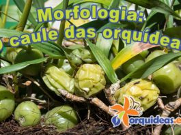 orquideas.eco.br - Morfologia: o caule das orquídeas