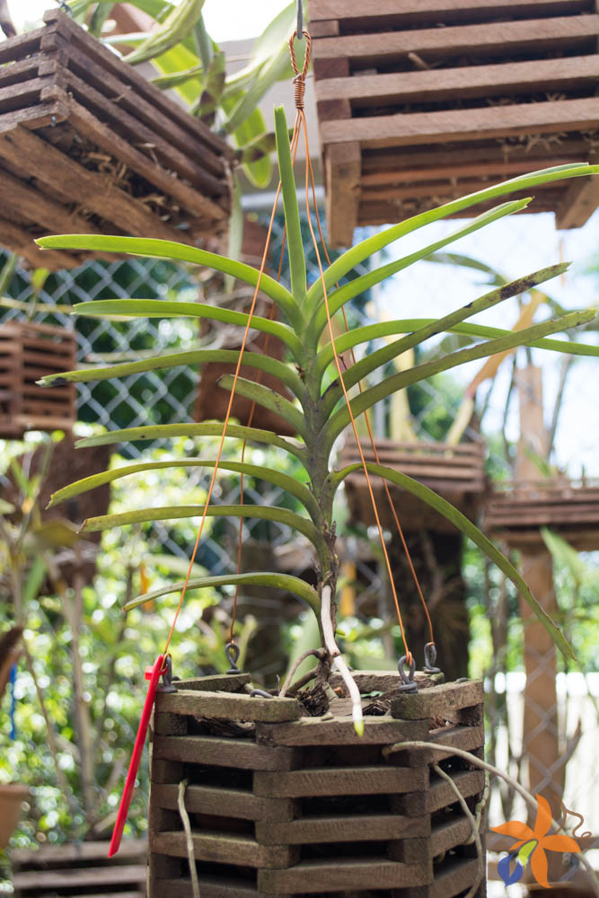 orquideas.eco.br - Morfologia: o caule das orquídeas