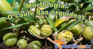 orquideas.eco.br - Morfologia: o caule das orquídeas