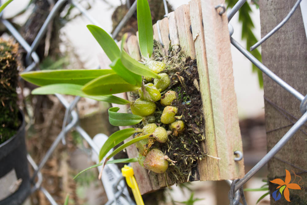 orquideas.eco.br - Morfologia: o caule das orquídeas