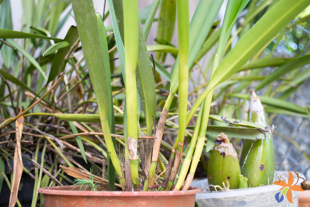 orquideas.eco.br - Morfologia: o caule das orquídeas