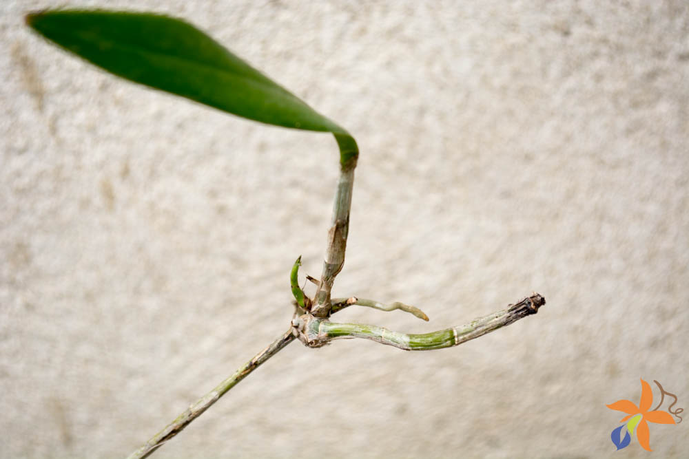 orquideas.eco.br - Morfologia: o caule das orquídeas