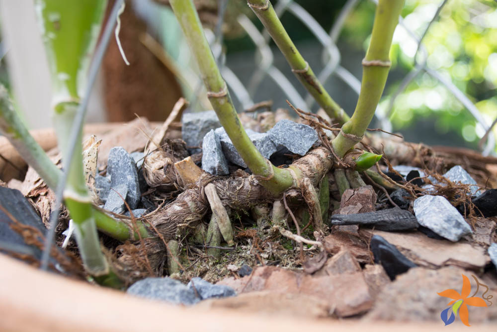 orquideas.eco.br - Morfologia: o caule das orquídeas