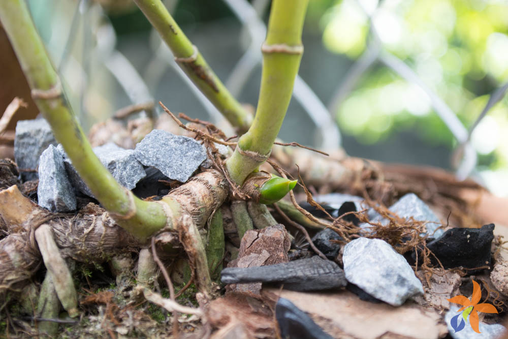 orquideas.eco.br - Morfologia: o caule das orquídeas