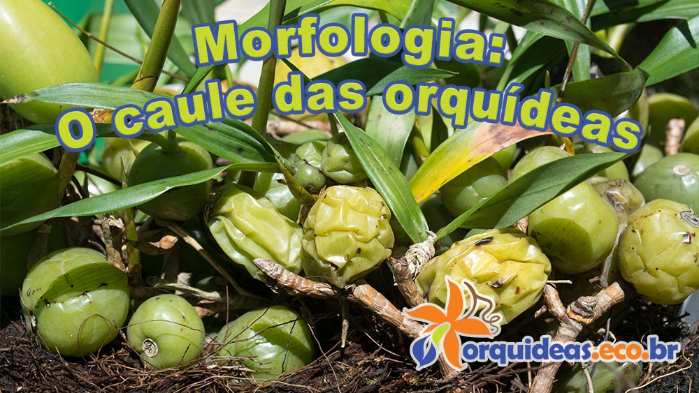 Morfologia: o caule das orquídeas - orquideas.eco.br