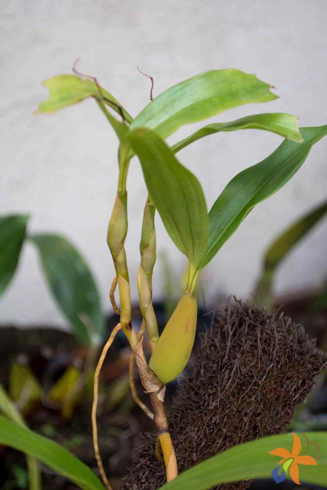 orquideas.eco.br - Morfologia: o caule das orquídeas