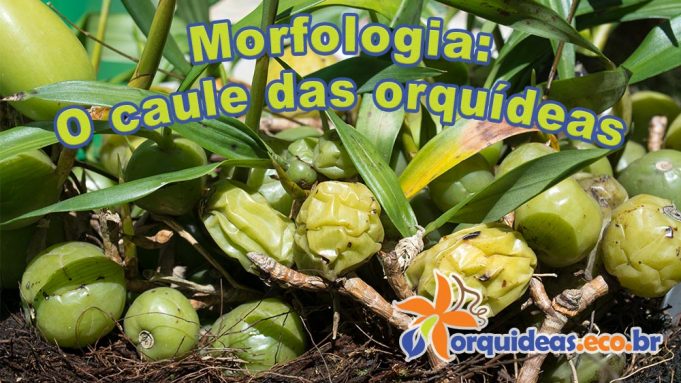 orquideas.eco.br - Morfologia: o caule das orquídeas