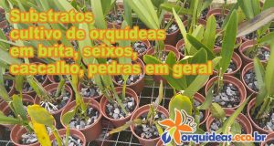 Substratos cultivo de orquídeas em brita, seixos, cascalho, pedras em geral