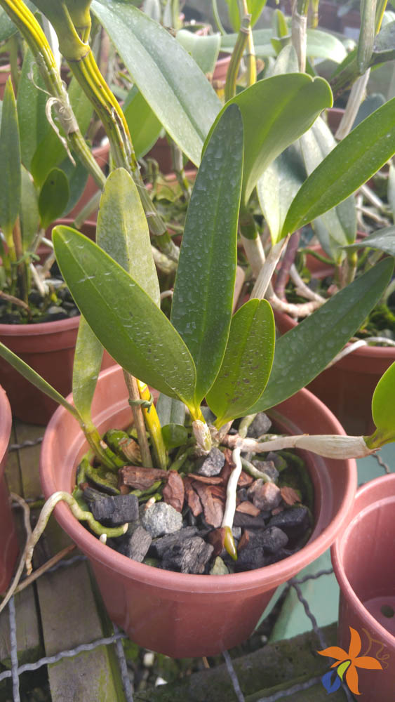 orquideas.eco.br - Substratos cultivo de orquídeas em brita, seixos, cascalho, pedras em geral