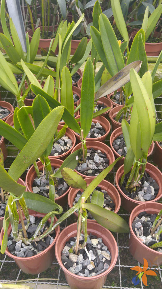 orquideas.eco.br - Substratos cultivo de orquídeas em brita, seixos, cascalho, pedras em geral