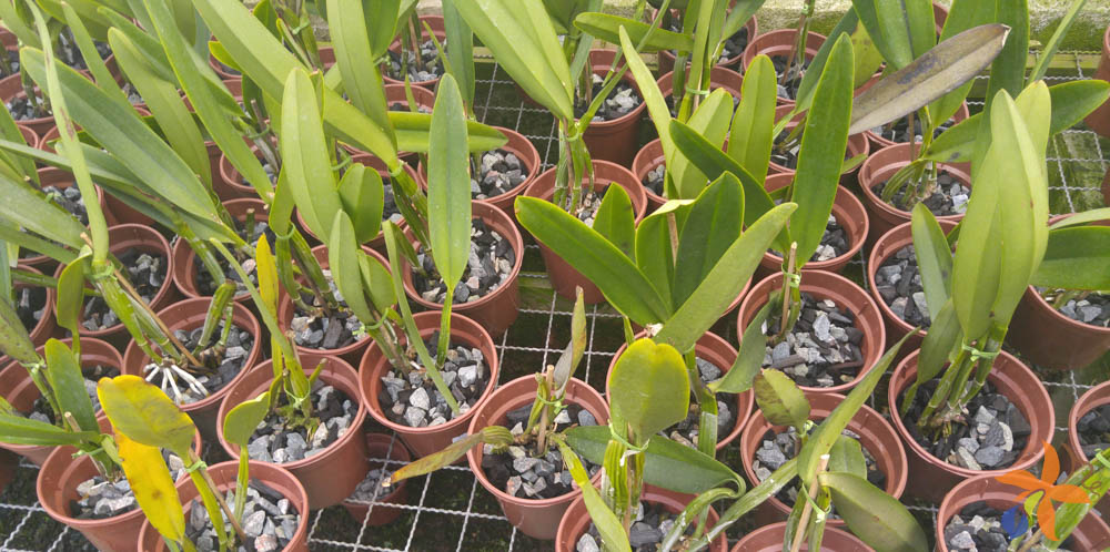 ORQUÍDEAS SEM SEGREDOS: CULTIVO DE ORQUÍDEAS NA PEDRA BRITA