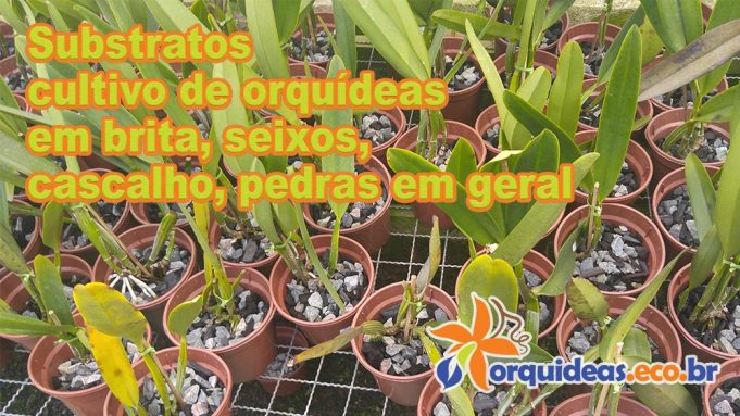 Substratos cultivo de orquídeas em brita, seixos, cascalho, pedras em geral