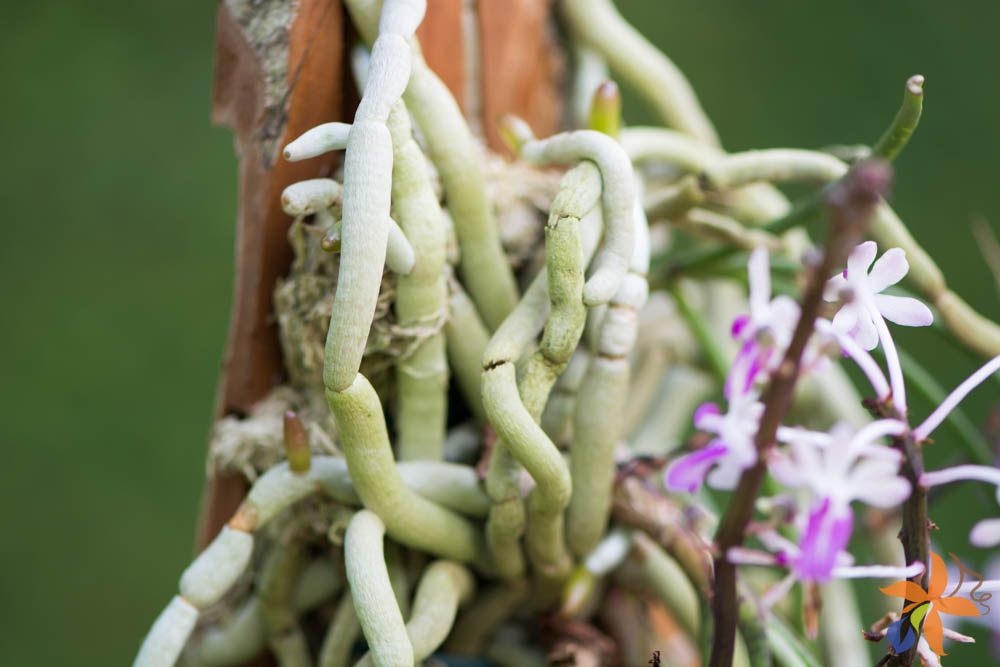 Morfologia: as raízes das orquídeas