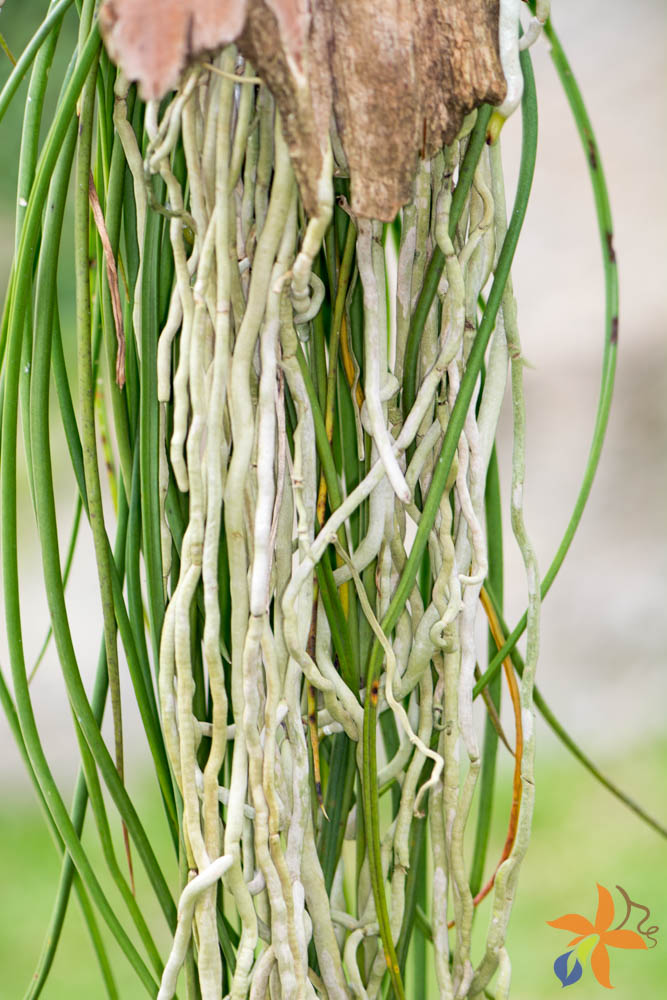 Morfologia: as raízes das orquídeas - orquideas.eco.br