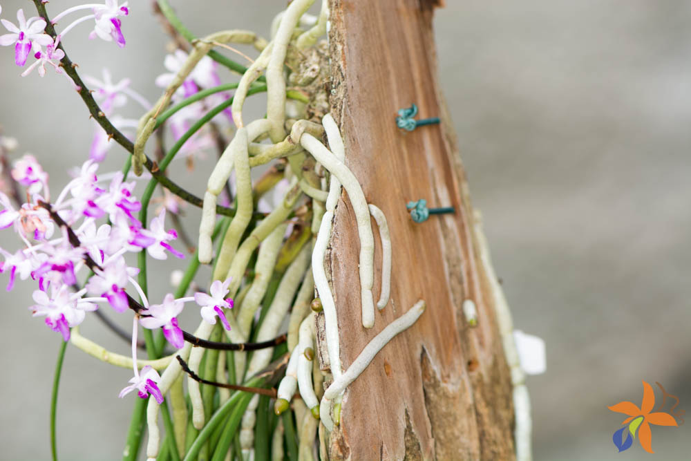 orquideas.eco.br - Morfologia: as raízes das orquídeas