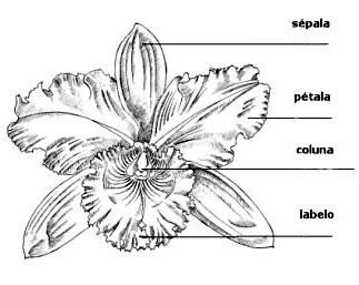 Morfologia: as flores das orquídeas