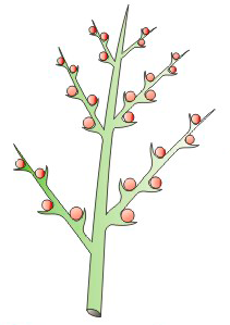 orquideas-eco-br-espiga-composta
