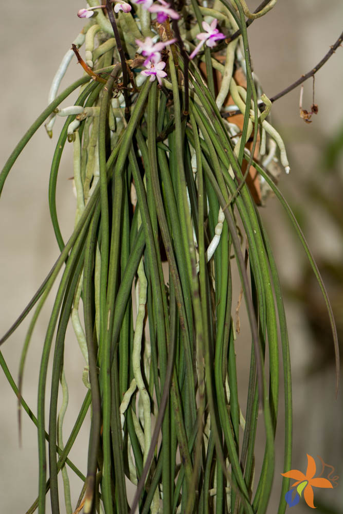 Morfologia: as folhas das orquídeas - orquideas.eco.br