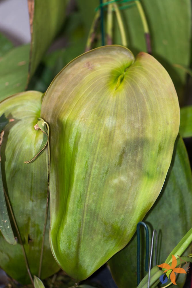 Por que as folhas de minha orquídea estão enrugadas? - orquideas.eco.br