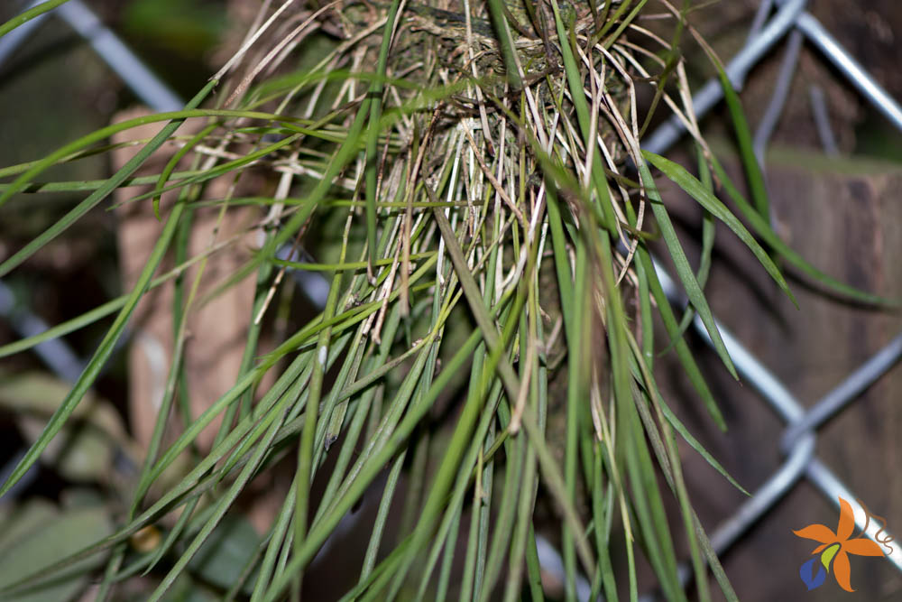 Morfologia: as folhas das orquídeas - orquideas.eco.br