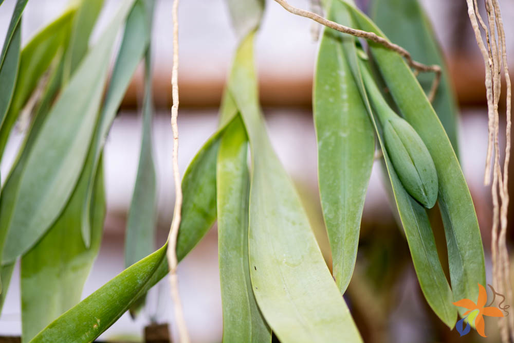 Por que minha orquídea não floresce novamente? - orquideas.eco.br