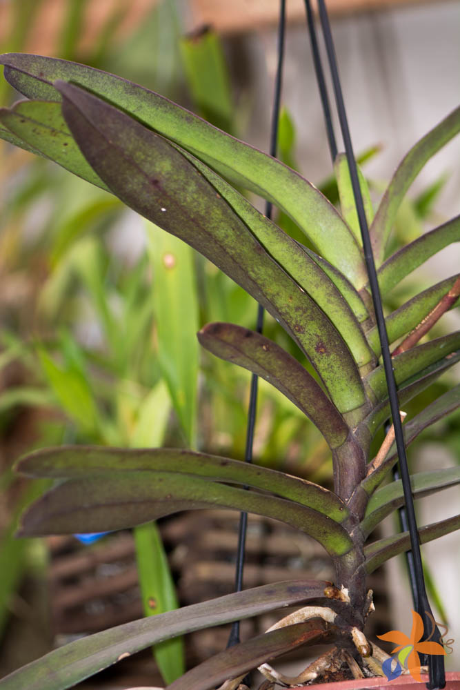 Morfologia: as folhas das orquídeas - orquideas.eco.br