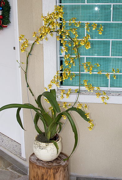 orquideas-eco-br-oncidium