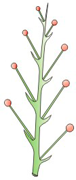 orquideas-eco-br-racemo