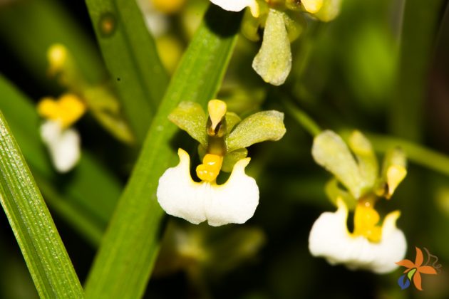 Ornithophora radicans alba