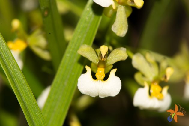 Ornithophora radicans alba