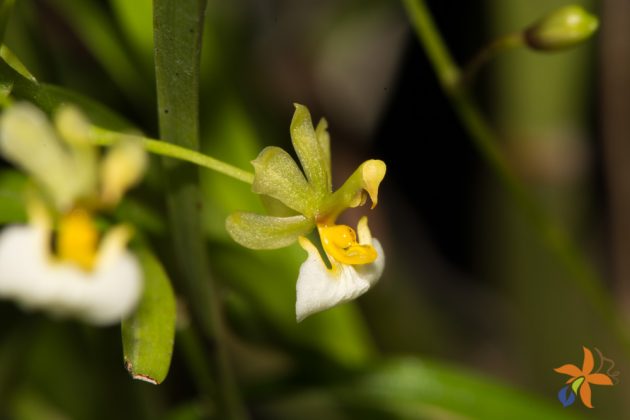 Ornithophora radicans alba