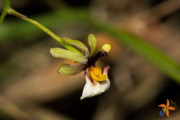 Ornithophora radicans