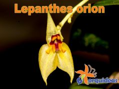 Lepanthes-orion