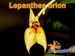 Lepanthes-orion