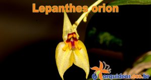 Lepanthes-orion