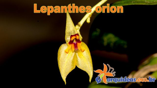 Lepanthes-orion