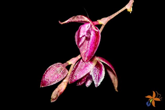 Pleurothallis purpureoviolacea