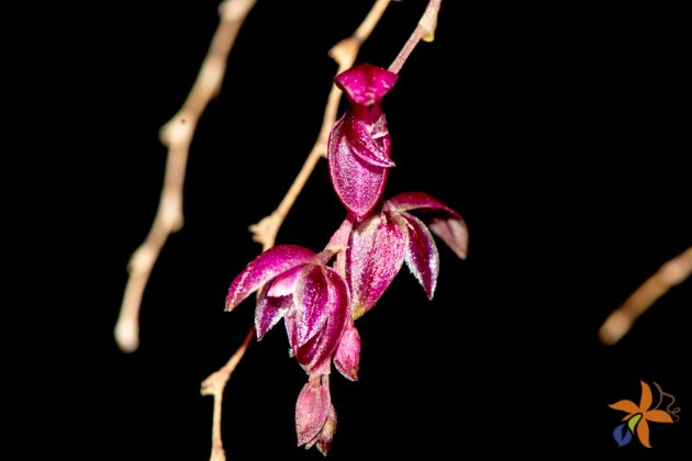 Pleurothallis purpureoviolacea