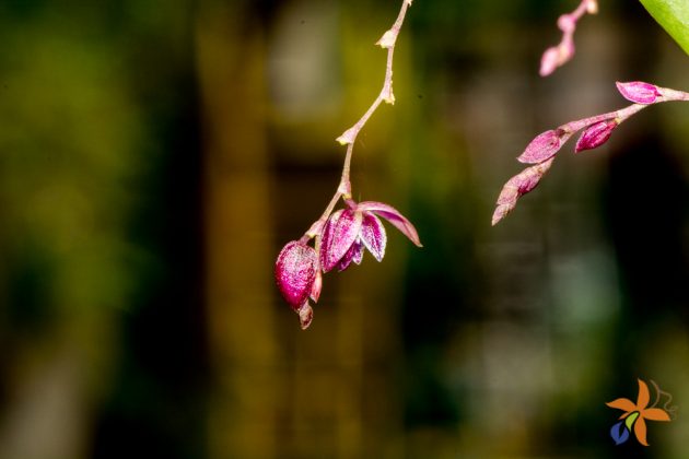 Pleurothallis purpureoviolacea