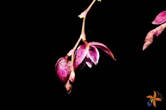 Pleurothallis purpureoviolacea