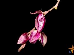 Pleurothallis purpureoviolacea