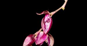 Pleurothallis purpureoviolacea