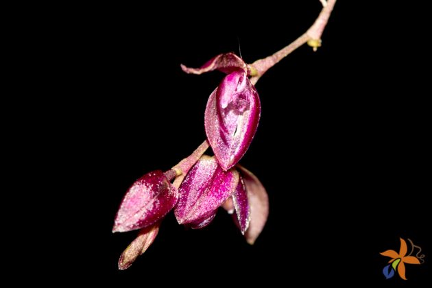 Pleurothallis purpureoviolacea