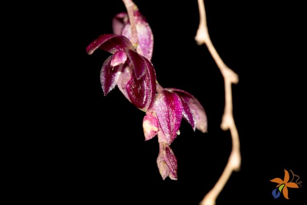 Pleurothallis purpureoviolacea