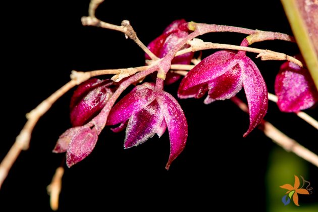 Pleurothallis purpureoviolacea