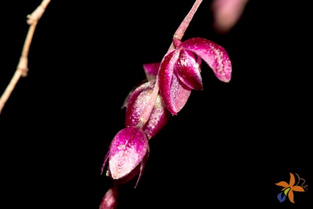 Pleurothallis purpureoviolacea