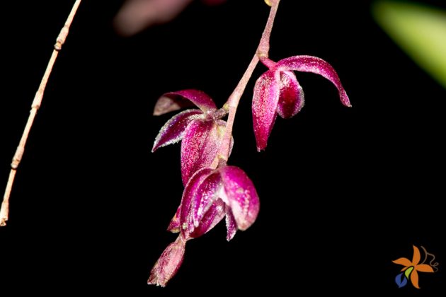 Pleurothallis purpureoviolacea