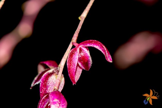 Pleurothallis purpureoviolacea